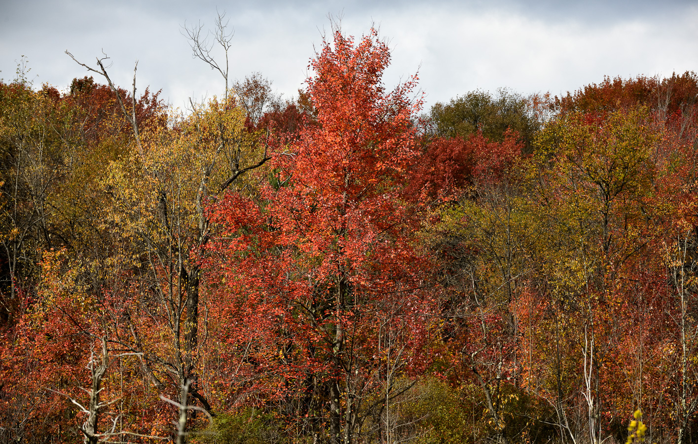 West Virginia [200 mm, 1/1600 Sek. bei f / 8.0, ISO 1600]